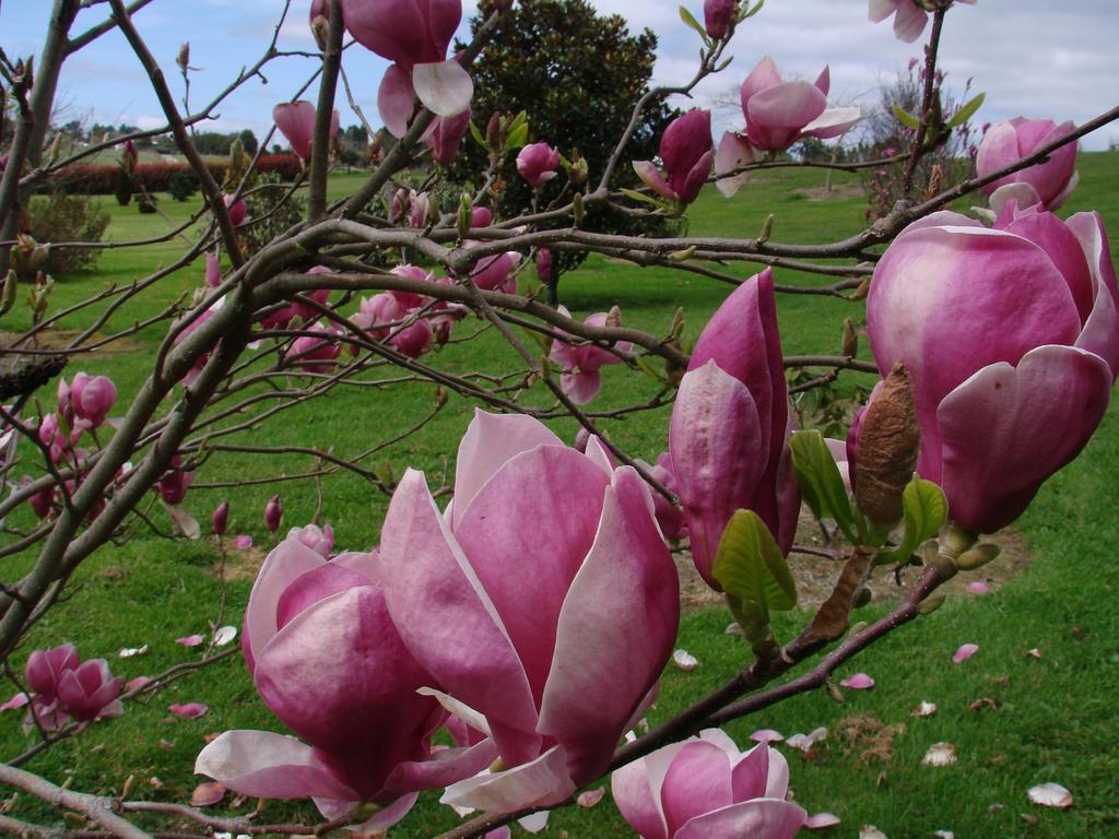 Millers Haven Homestay Tauranga Eksteriør billede