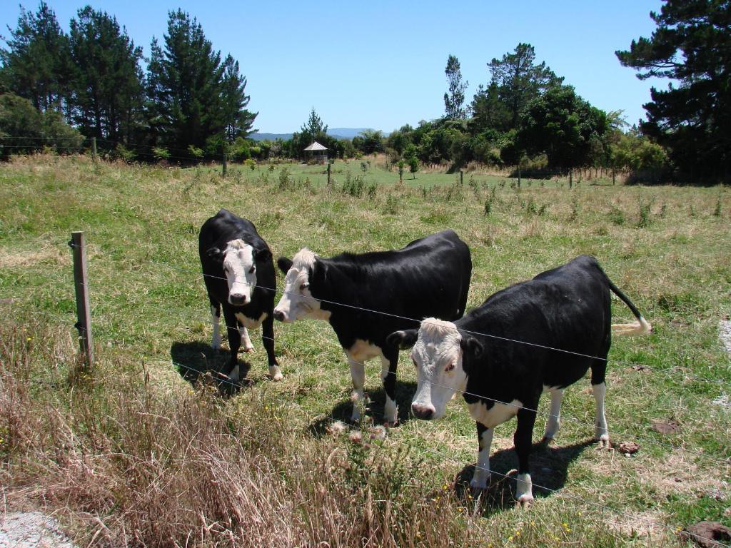 Millers Haven Homestay Tauranga Eksteriør billede